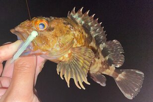 コスパ最強！ 100均ダイソーの「ピンテールワーム」と「ジグヘッド」で人気のライトロックフィッシュを狙う！ 実釣レポート