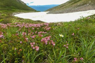 標高2000ｍの「北海道の屋根」！  神々が遊ぶ庭「カムイミンタラ」大雪山系黒岳登山の「推しポイント」5選