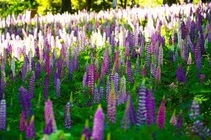 視界を埋めつくす色鮮やかな絶景はまるでファンタジー「武蔵丘陵森林公園」に咲く一面のルピナス【埼玉県・滑川町】