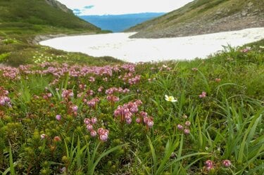 標高00ｍの 北海道の屋根 神々が遊ぶ庭 カムイミンタラ 大雪山系黒岳登山の 推しポイント 5選 概要 トラベル ニュース Bravo Mountain