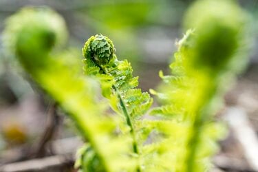 山菜採り】まるで宝探し！ 初心者から楽しめる春の味「コゴミ」 〈長野
