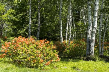 梅雨どきにもオススメ”の THE 信州！ 八千穂高原の「日本一美しい白樺