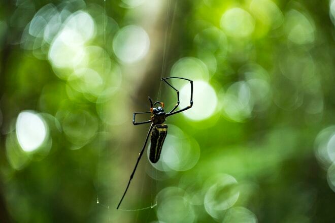 【鹿児島県】憧れのフラットシャロー！  フライフィッシングと昆虫観察、トレッキングを満喫した「奄美大島」トリップ   2025年の画像002