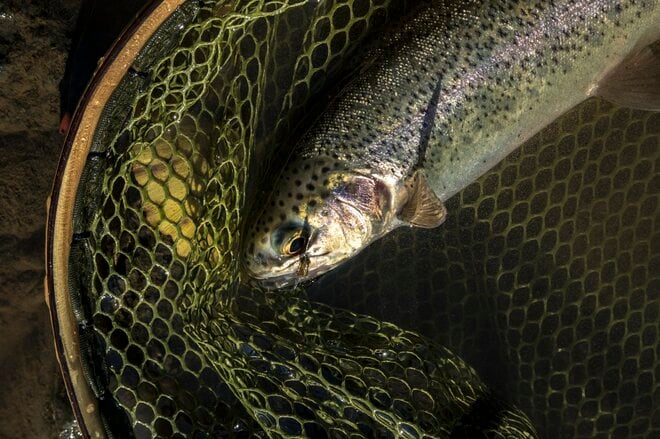 【渓流釣り】冬季キャッチ＆リリース！ 風光明媚な富士の裾野『黄瀬川』で、日がな一日ロッドを振り続けてフライフィッシング　静岡県裾野市｜2025年の画像003