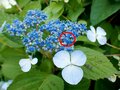 「アジサイには派手な姿のカミキリムシが集まる？」 梅雨時は森や山に咲くアジサイを要チェック【あなたのすぐそばにいる「季節の虫」の探し方 vol.7】の画像006