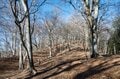 【首都圏近郊】冬にこそ歩くべき奥多摩三大急登「六ツ石山」の魅力の画像010