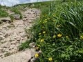 「百名山・月山＆姥ヶ岳」でマイベスト「ヒナザクラ」群生に出合う！ カラフル高山植物「お花道」トレッキングレポの画像003