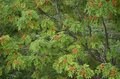 1時間で登れる「日本百名山」那須岳の花はすっかり「秋の気配」の画像004