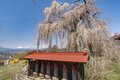 【ゴールデンウィーク直前】北信濃・春の絶景スポット4選！  「雪国にも遅い春がやってくる」千曲川の情緒あふれる花の景色 2022年・長野県の画像002