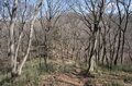 【首都圏近郊】春の週末ハイキングおすすめルート「足利アルプス」は標高の割に高度感＆歩き応え＆夜景が抜群！の画像010