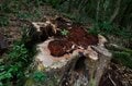 【世界自然遺産・屋久島】屋久杉の巨木「弥生杉・二代杉・気根杉」と苔に包まれた “もののけの森”「白谷雲水峡」をめぐるの画像010