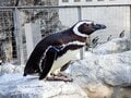 環境で違う「ペンギンの寝る姿」  腹ばい＆4秒“マイクロスリープ法”も！？ 「長崎ペンギン水族館」に聞きました【かわいいだけじゃない？ ペンギンの生態vol.2】の画像003