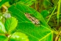 【天然食】見た目はイモ虫......  珍味、クロカワムシを獲って食べてみた！の画像003