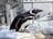 環境で違う「ペンギンの寝る姿」  腹ばい＆4秒“マイクロスリープ法”も！？ 「長崎ペンギン水族館」に聞きました【かわいいだけじゃない？ ペンギンの生態vol.2】の画像003