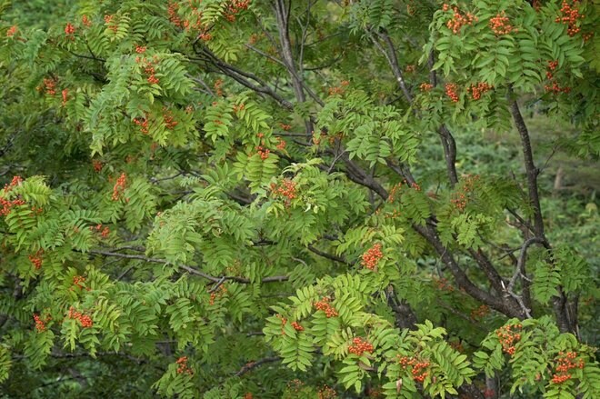1時間で登れる「日本百名山」那須岳の花はすっかり「秋の気配」の画像004