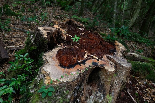 【世界自然遺産・屋久島】屋久杉の巨木「弥生杉・二代杉・気根杉」と苔に包まれた “もののけの森”「白谷雲水峡」をめぐるの画像010