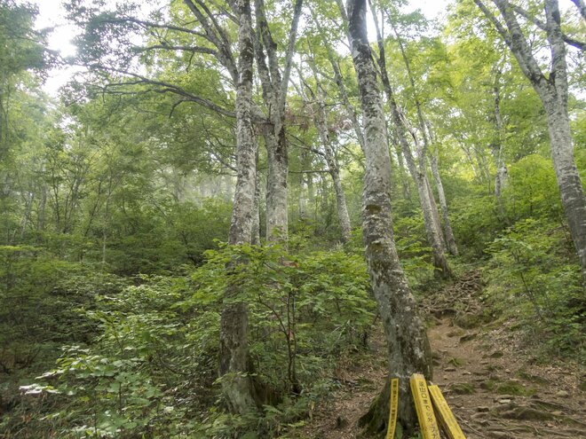 「新ルート通行可能です 」紅葉シーズン直前！ 「秋山は特に人気！」日本百名山・雨飾山の登山道整備  2022年9月【妙高戸隠連山国立公園】の画像008