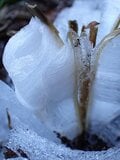 冬に開く“氷の花”！ 「霜柱」ではない「シモバシラ」を探しに初冬の高尾山へ【最後の最後に出会えた氷の芸術品“氷華”】東京都・2023年の画像014