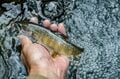 【渓流釣り】素直すぎるイワナたち！ 「各ポイントから気前よく飛び出してくれるのは、腹ペコだから！？」 水辺の観察も楽しいフライフィッシング   新潟県・2025年の画像007