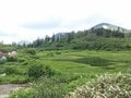 CNN「日本の最も美しい場所31選」に選ばれた日本百名山・新潟県「火打山」の高層湿原「高谷池」驚異の眺望の画像002