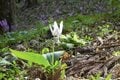 まるで、敷きつめられた「薄紫色のじゅうたん」カタクリ群生の絶景！　広さ「東京ドーム4個分」＆レア種「大株＆純白」 秋田県仙北市「かたくり群生の郷」レポの画像003