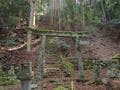 春が見ごろ「ミツマタ」山腹に広がる群生地「黄色い世界」の絶景！  苔むす神秘の神社も幻想的「愛宕山」ハイキング【兵庫県丹波篠山市】の画像005