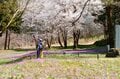 カタクリとサクラの共演！ 「歴史を感じる城跡へ続く道、春の里山でお花見登山」 【新潟県 坂戸山 2024年】の画像001