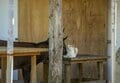 慶良間諸島で沖縄在住写真家が遭遇したネコとシカの珍行動とは？【琉球島猫百景 vol.20「島猫と島鹿が仲良く暮らす島」沖縄県阿嘉島】の画像004