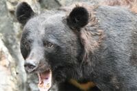 過去最悪の「クマ被害」！ 「人身被害全国1位」秋田県在住ライター「車・公園・果樹園…」いつでも、どこでも、誰でも遭遇のリスク【現地レポ】