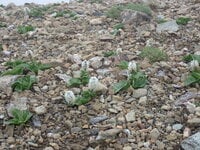 【花の百名山】固有種の花を見るために、林道ゲートオープンと共に夕張岳へ！  2025年・北海道