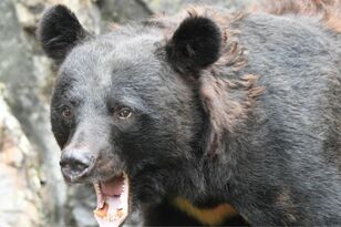 過去最悪の「クマ被害」! 「人身被害全国1位」秋田県在住ライター「車・公園・果樹園…」いつでも、どこでも、誰でも遭遇のリスク【現地レポ】