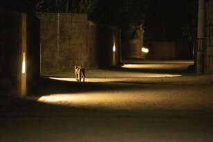 「夜が幻想的すぎる」人口約400名の沖縄の離島。暗闇の中にフットライトが点灯し、ぼんやりと浮かび上がる白砂の道を島猫が歩く【琉球島猫百景 vol.05　渡名喜島〈2〉「島の暮らしと島の猫」】