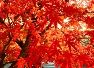 名古屋から30分の好アクセス「犬山エリア」紅葉散策スポット3選！  秋に染まる「国宝・犬山城」「絶景の成田山」「尾張のもみじでら」