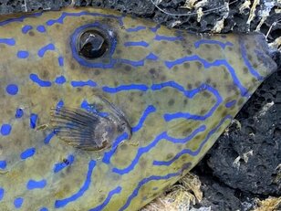 釣り「毒魚ほどよく釣れる」悪魔の法則！  絶対に覚えるべき「食べられない」「触れない」危険な魚6種！