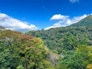 箱根「宮ノ下」界隈の穴場的コース「堂ヶ島渓谷遊歩道」レポ！  朝さんぽ1時間＆足湯カフェで「絶景スイーツ」堪能！  紅葉観光でも訪れたいスポット