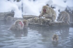 世界で唯一のスポット！「温泉に浸かる野生の猿たちのほっこり入浴シーン」地獄谷野猿公苑【長野県】
