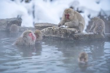 世界で唯一のスポット！「温泉に浸かる野生の猿たちのほっこり入浴