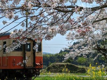 絶景！ 房総の「桜＆菜の花」に包まれる「いすみ鉄道」春