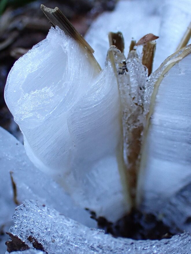 冬に開く“氷の花”！ 「霜柱」ではない「シモバシラ」を探しに初冬の高尾山へ【最後の最後に出会えた氷の芸術品“氷華”】東京都・2023年の画像014