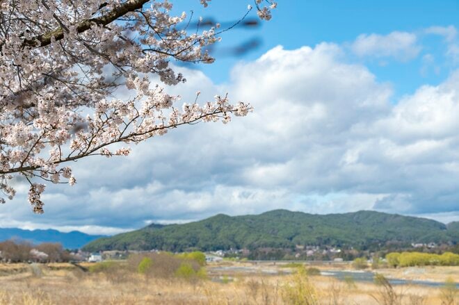 【渓流釣り】「雨後、雪解け水が多すぎて……」 釣りに行ったはずが、お花見に方向転換！  花鳥風月を楽しむ伊那谷の春　長野県｜2026年の画像001