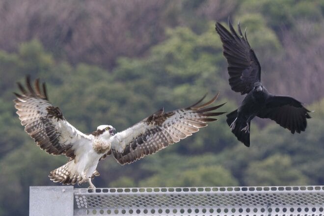 【バードウォッチング】エメラルドグリーンに輝く絶海の離島で子育てを始めた猛禽類「ミサゴ」 カラスの執拗なちょっかいに怒り爆発の瞬間を目撃した！  長崎県｜2026年の画像009