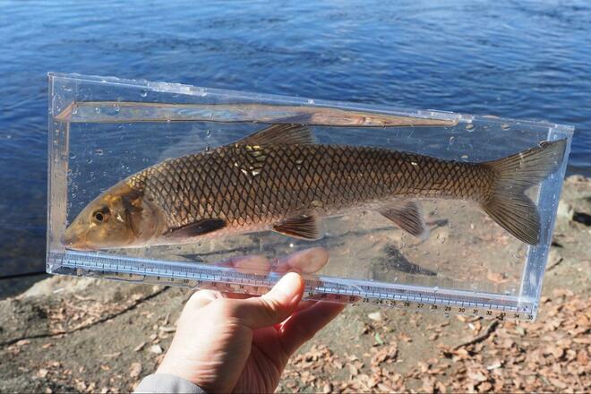 まさか「ウグイ」で感動するとは！  関東随一の清流「那珂川」で30cmオーバーの「寒バヤ釣り」！  ウマすぎる、常連の助言＆塩焼きの慈味の画像010