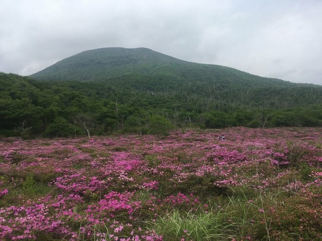 霧島の春はハイライト！  ピンクの絨毯“ミヤマキリシマ”を纏った「韓国岳＆高千穂峰」5月中旬～6月中旬が見頃！【鹿児島県霧島市・宮崎県えびの市】の画像010