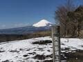 早春の香り「梅＆ミツマタ」重奏を満喫できる「矢倉岳」！  山頂で「富士山」も加わる、絶景のお花見ハイキング「現地レポ」【神奈川県南足柄市】の画像004