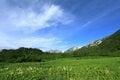 【花便り】高層湿原でお花見トレッキング！  木道ギリギリまで咲き誇るニッコウキスゲやコバイケイソウの中を歩こう！【長野県栂池自然園】の画像008