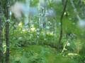 【8月上旬から咲く花】ふわふわ＆淡い色合いが幻想的… “森の妖精” レンゲショウマ「鼻曲山」レポート！  群生地の注意点もの画像004