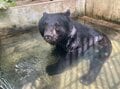 穏やかすぎる「保護クマ」と自然保護団体に学ぶ「熊害の背景」とは？  大阪・高代寺のツキノワグマ「とよ君」＆「日本熊森協会」訪問レポの画像003