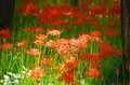 この世とは思えない美しさ「曼殊沙華」 国内最大級の500万本の彼岸花が“巾着田”に咲きほこる【埼玉県・日高市】の画像006
