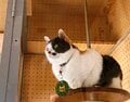 紀州一宮3社のうちの2社とプラス1社にお参り “三毛猫駅長”でも有名！【関西鉄道路線周辺曼荼羅 vol.01「和歌山電鐵貴志川線」】の画像007