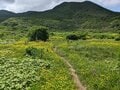 満開に咲き乱れる「ミヤマキンポウゲ」の花畑！  高山植物の宝庫・花の百名山「焼石岳」フラワートレッキングレポの画像004